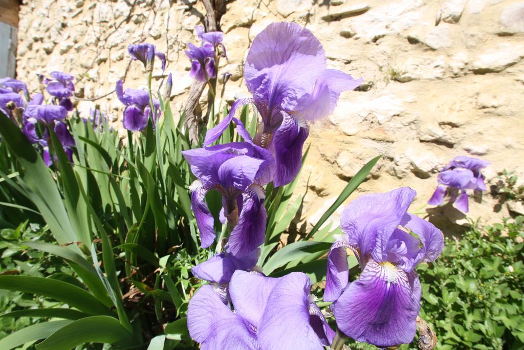 La Montagute Villa Thezan-des-Corbieres ภายนอก รูปภาพ